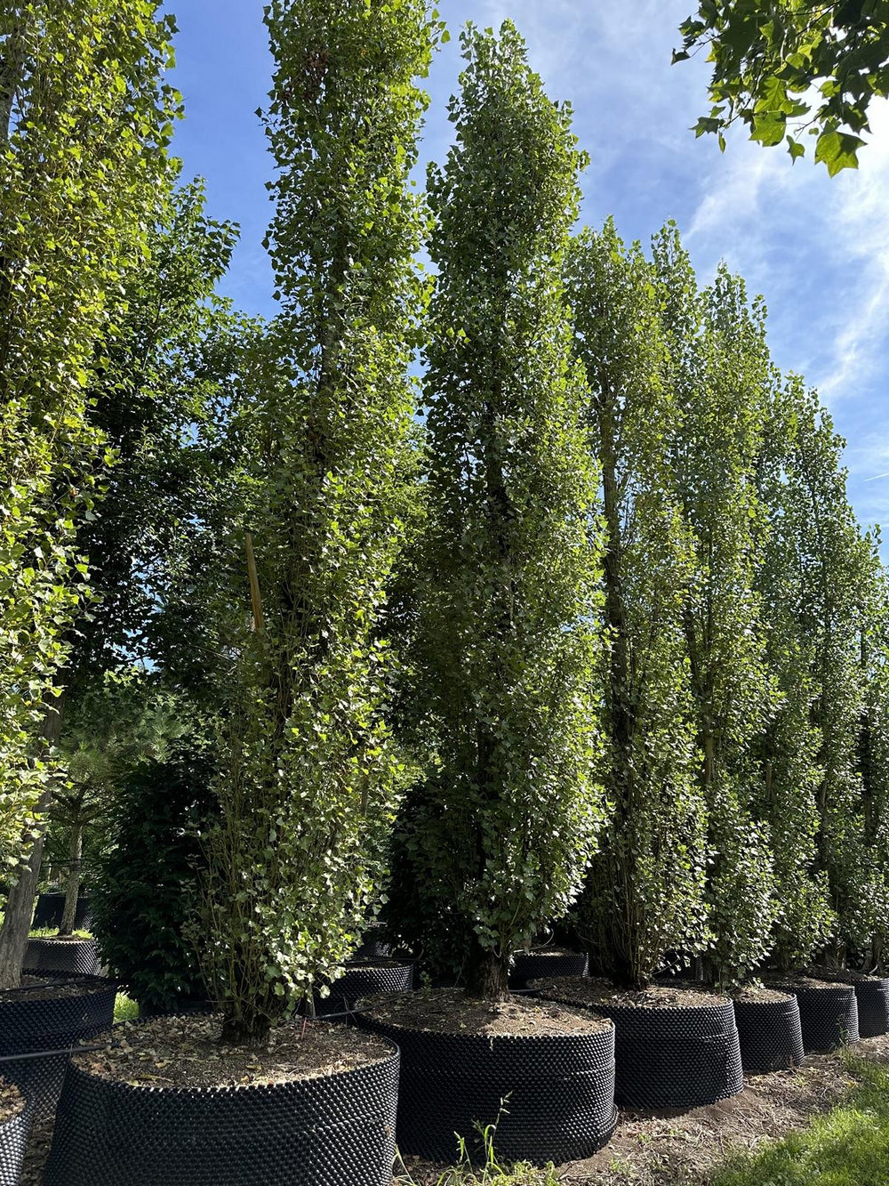 Populus nigra 'Italica'