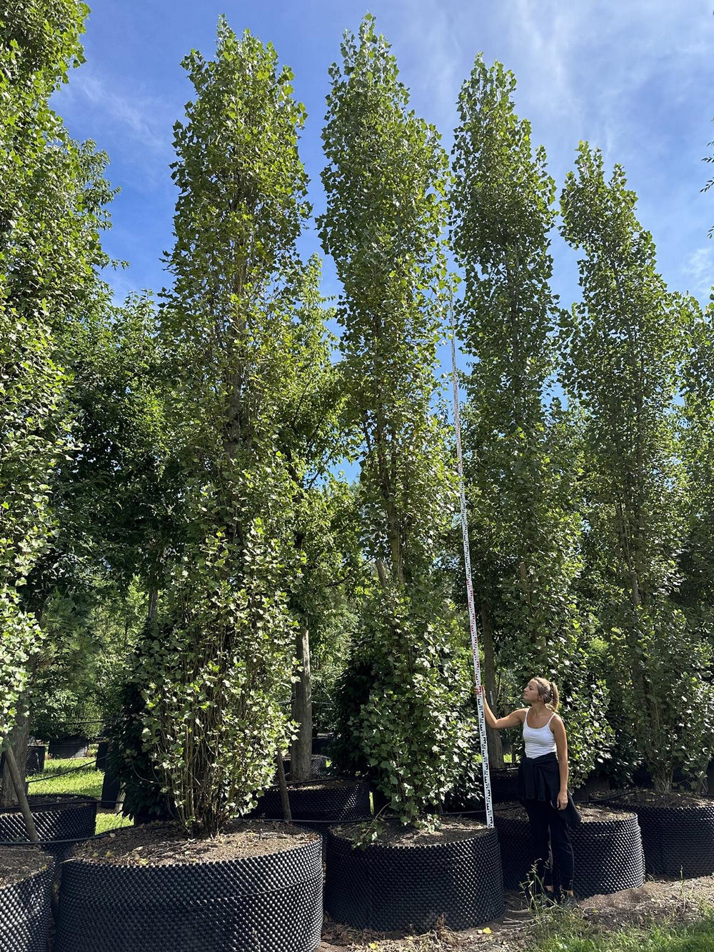 Populus nigra 'Italica'