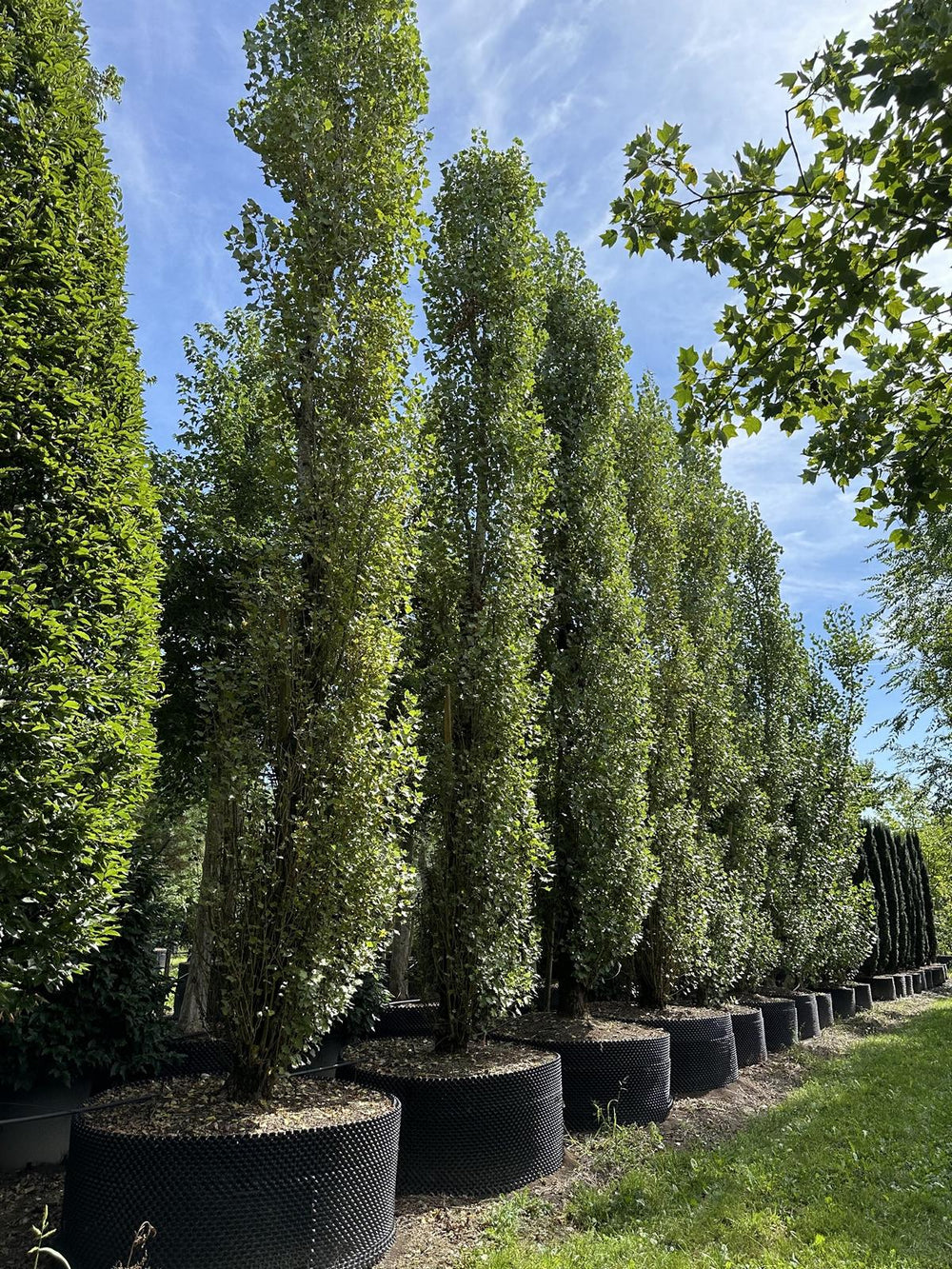 Populus nigra 'Italica'