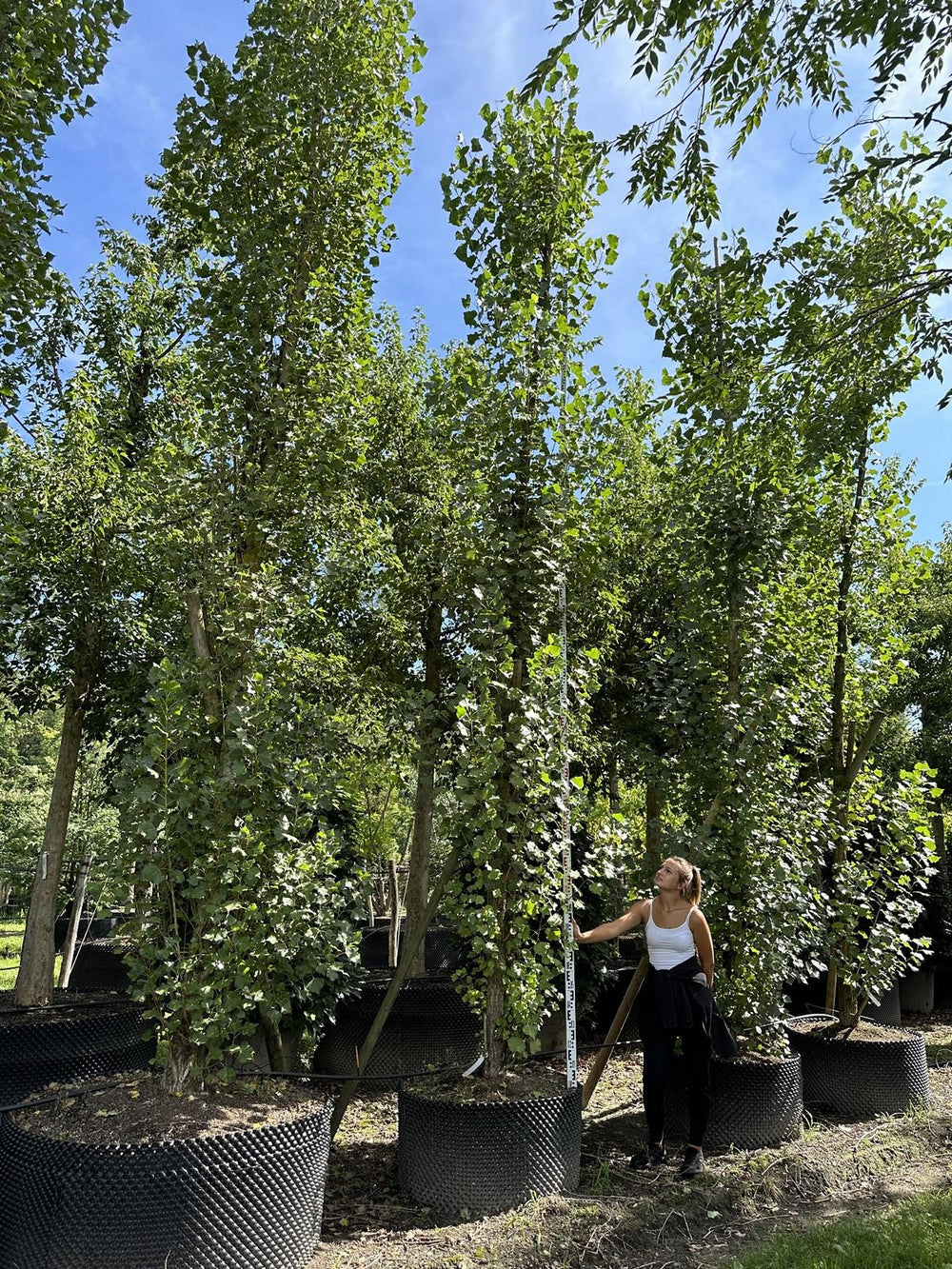 Populus nigra 'Italica'