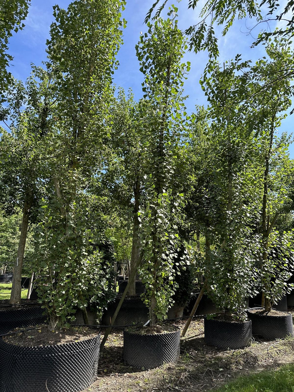 Populus nigra 'Italica'