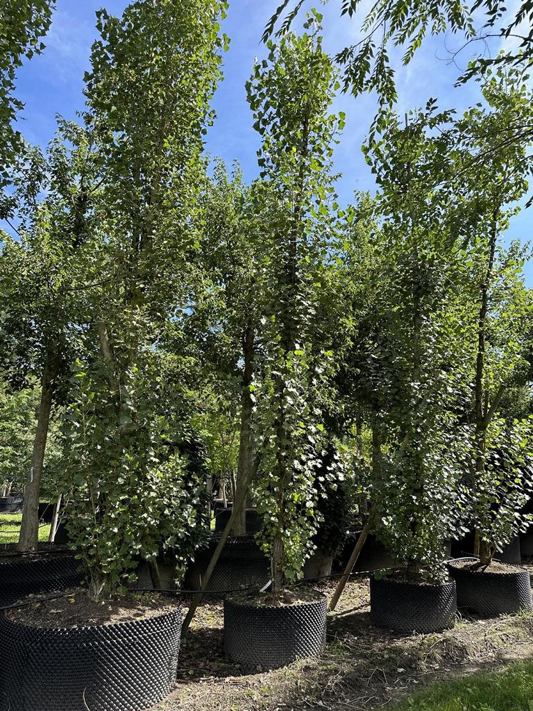 Populus nigra 'Italica'