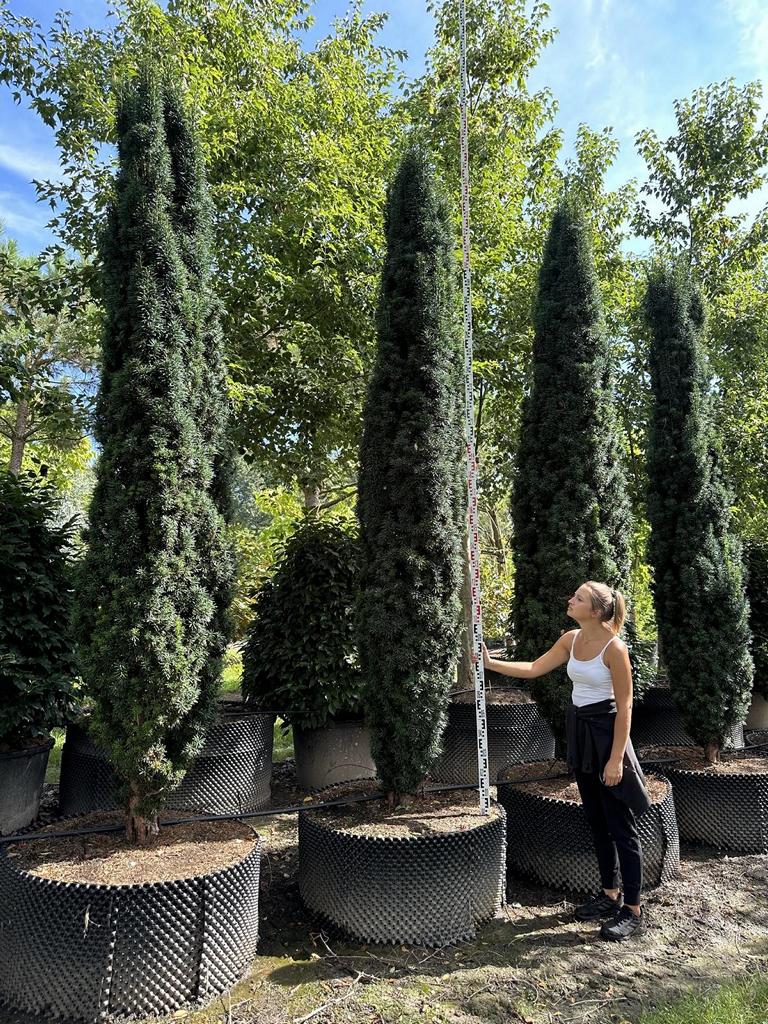Taxus baccata 'Fastigiata Robusta'