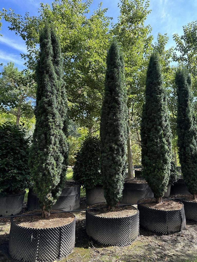 Taxus baccata 'Fastigiata Robusta'