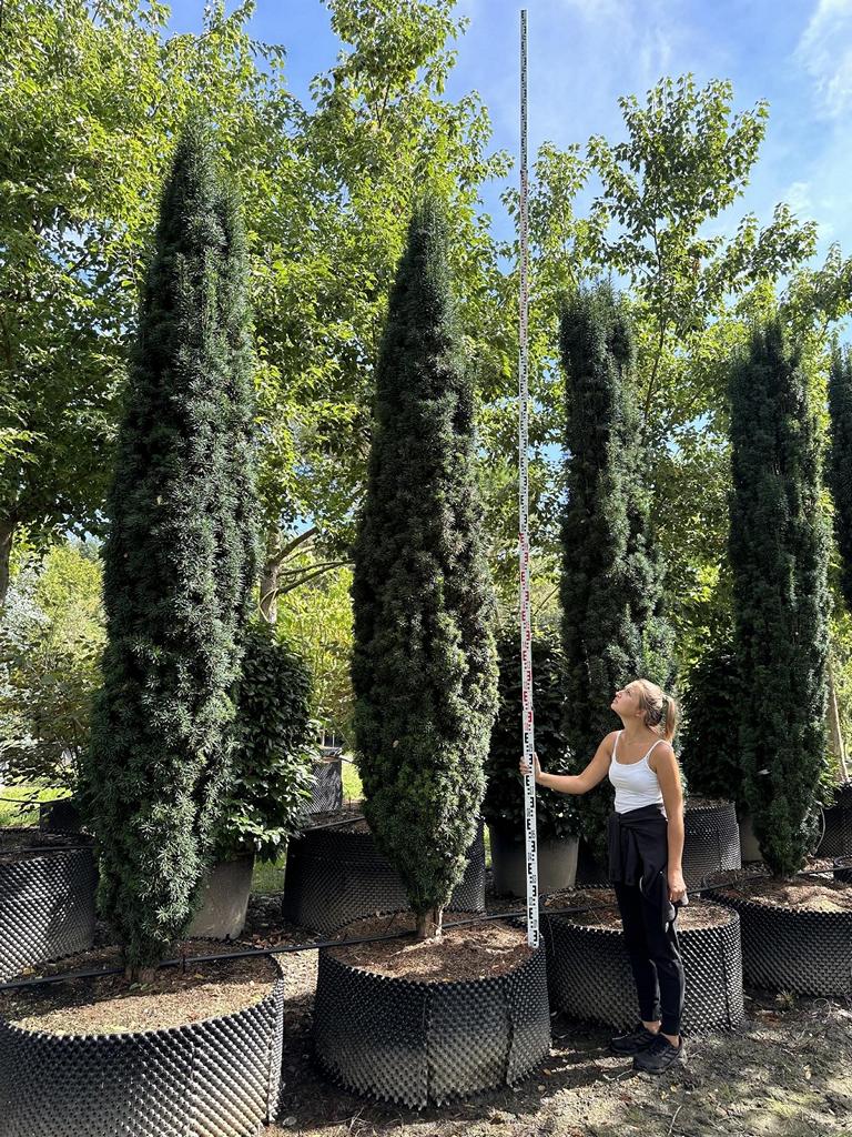 Taxus baccata 'Fastigiata Robusta'