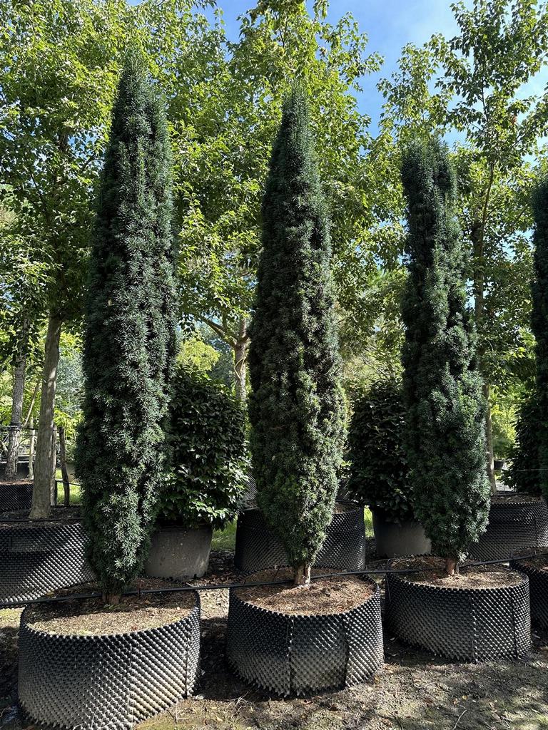 Taxus baccata 'Fastigiata Robusta'