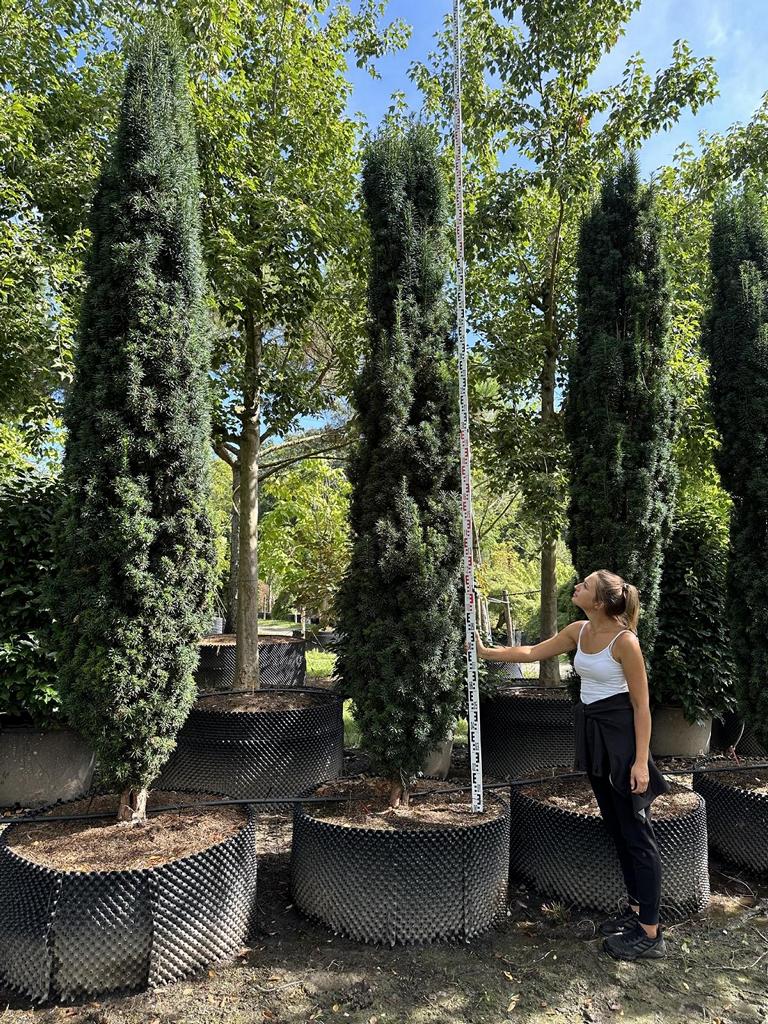 Taxus baccata 'Fastigiata Robusta'