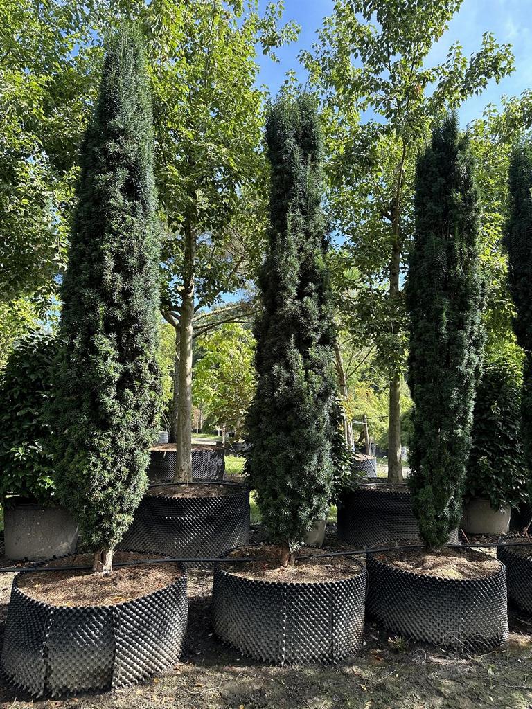 Taxus baccata 'Fastigiata Robusta'
