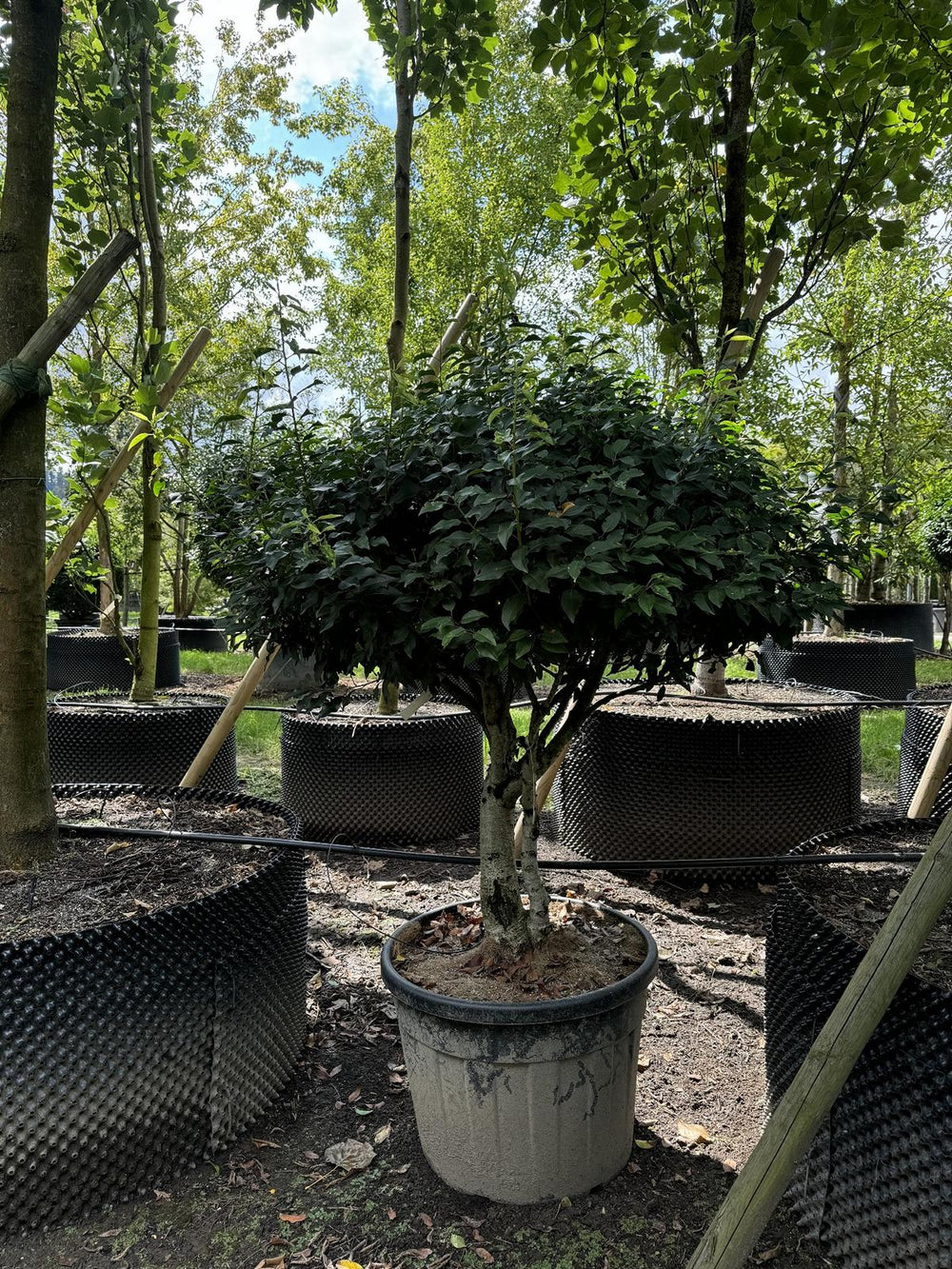 Prunus lusitanica 'Angustifolia' Dachform