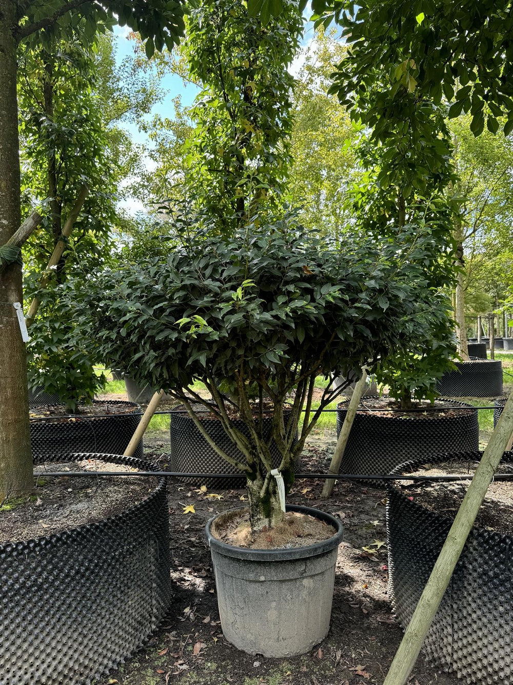 Prunus lusitanica 'Angustifolia' Dachform