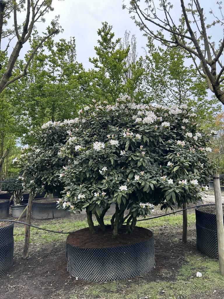 Rhododendron (Caucasicum-Gruppe) 'Cunningham's White Dachform'