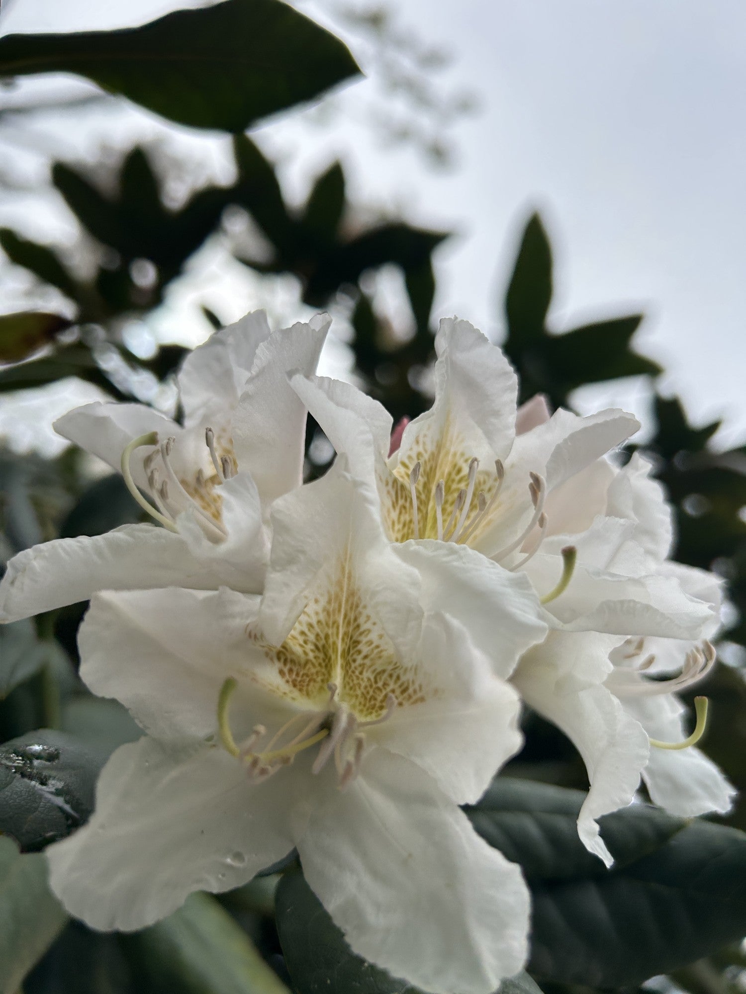 Rhododendron (Caucasicum-Gruppe) 'Cunningham's White Dachform'