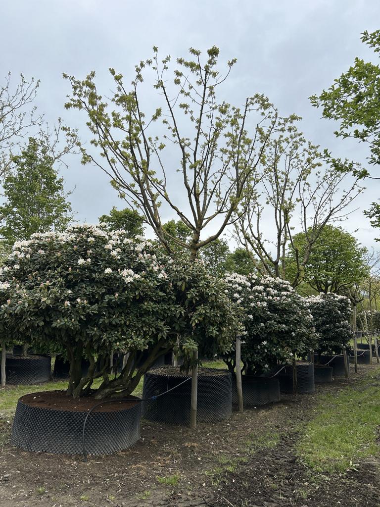 Rhododendron (Caucasicum-Gruppe) 'Cunningham's White Dachform'