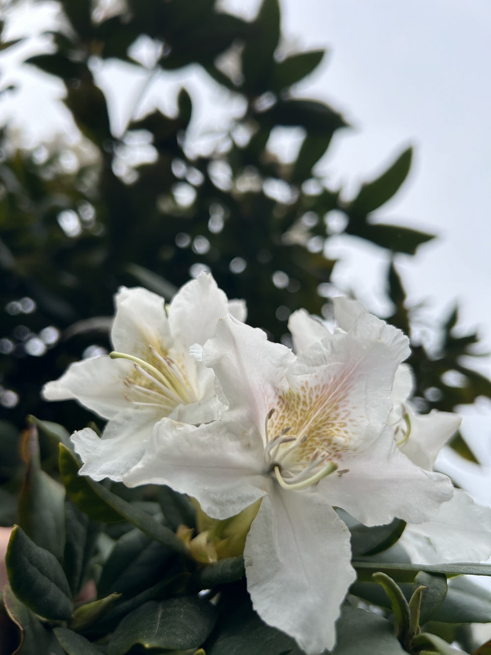 Rhododendron (Caucasicum-Gruppe) 'Cunningham's White Dachform'