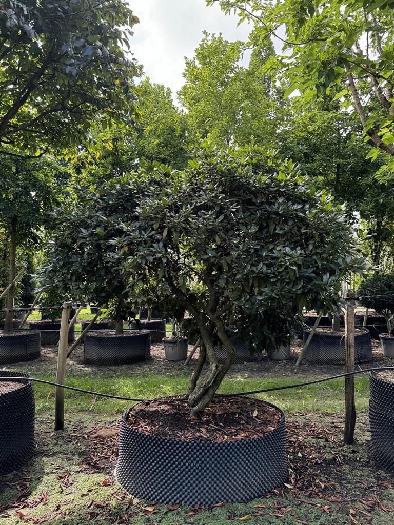 Rhododendron (Caucasicum-Gruppe) 'Cunningham's White Dachform'