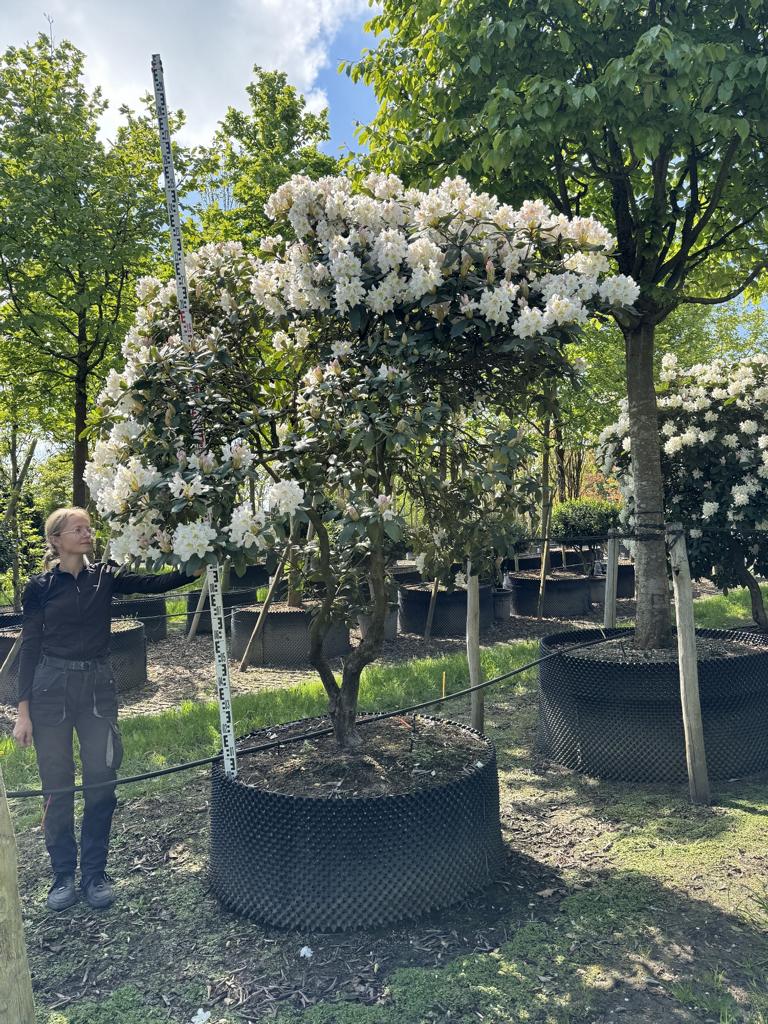 Rhododendron (Caucasicum-Gruppe) 'Cunningham's White Dachform'