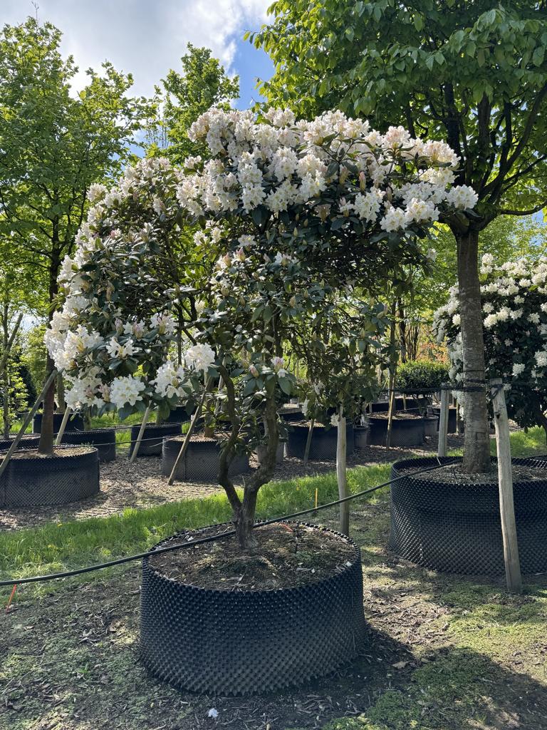 Rhododendron (Caucasicum-Gruppe) 'Cunningham's White Dachform'
