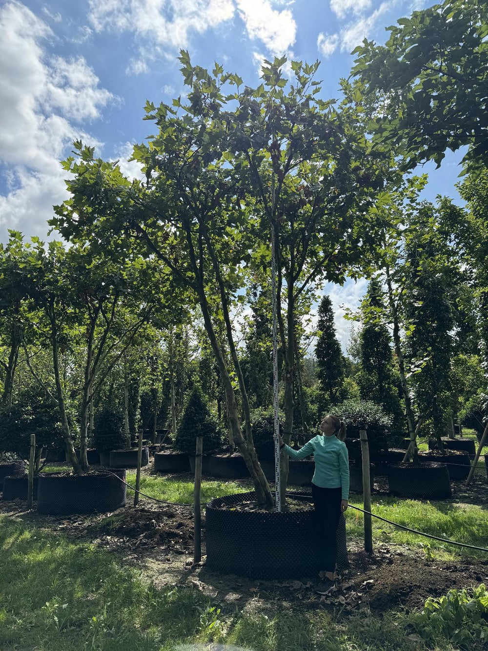 Platanus hispanica (x) dachförmig