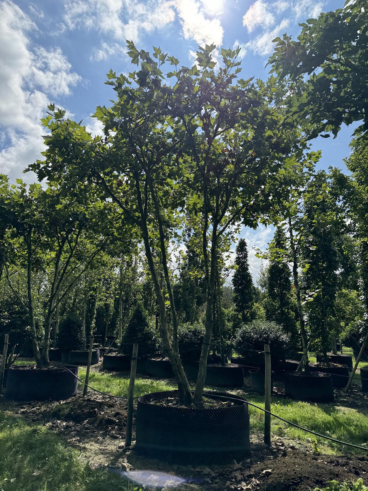 Platanus hispanica (x) dachförmig