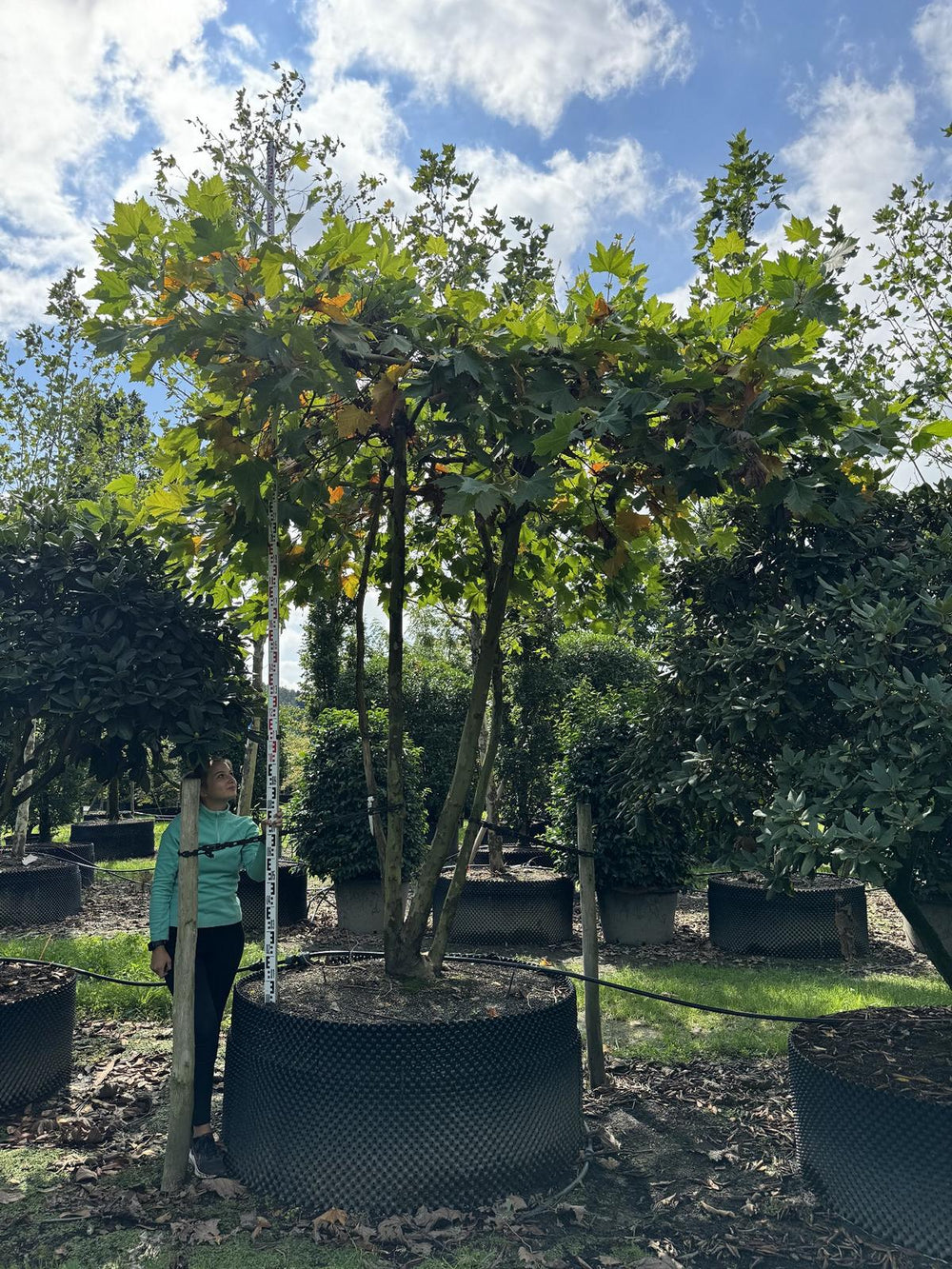 Platanus hispanica (x) dachförmig