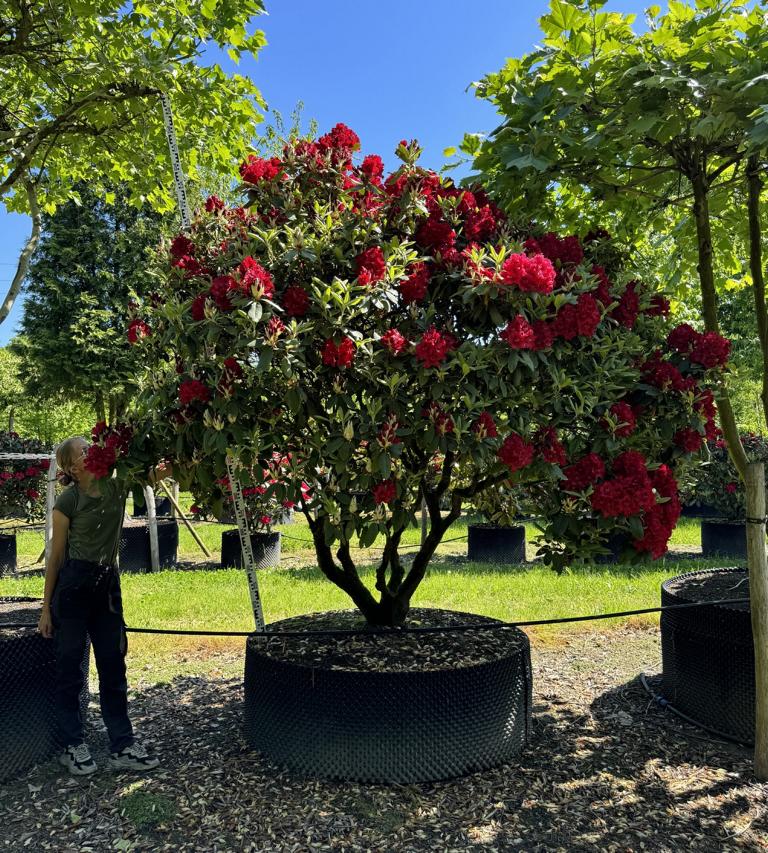 Rhododendron (Catawbiense-Gruppe) 'Nova Zembla' Dachform