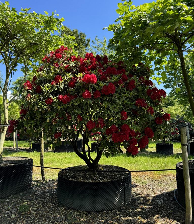 Rhododendron (Catawbiense-Gruppe) 'Nova Zembla' Dachform