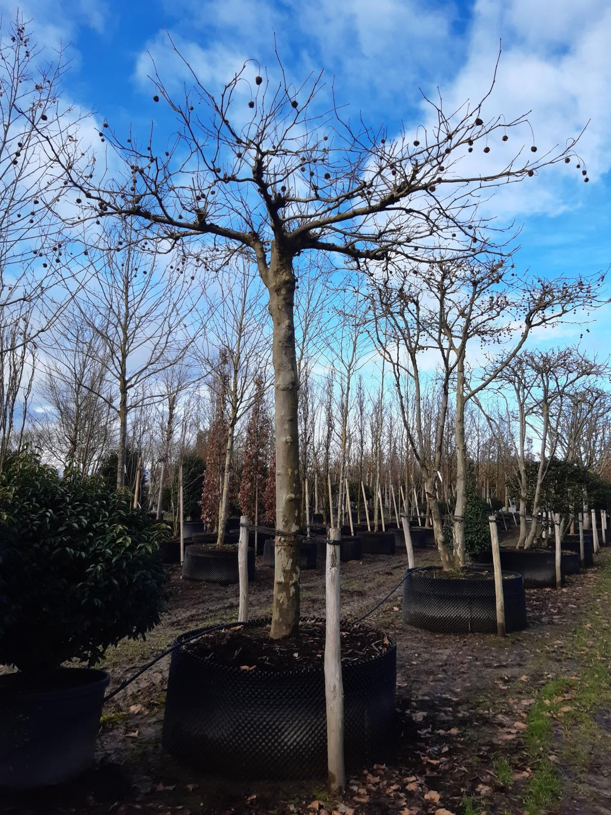 Platanus hispanica (x) dachförmig