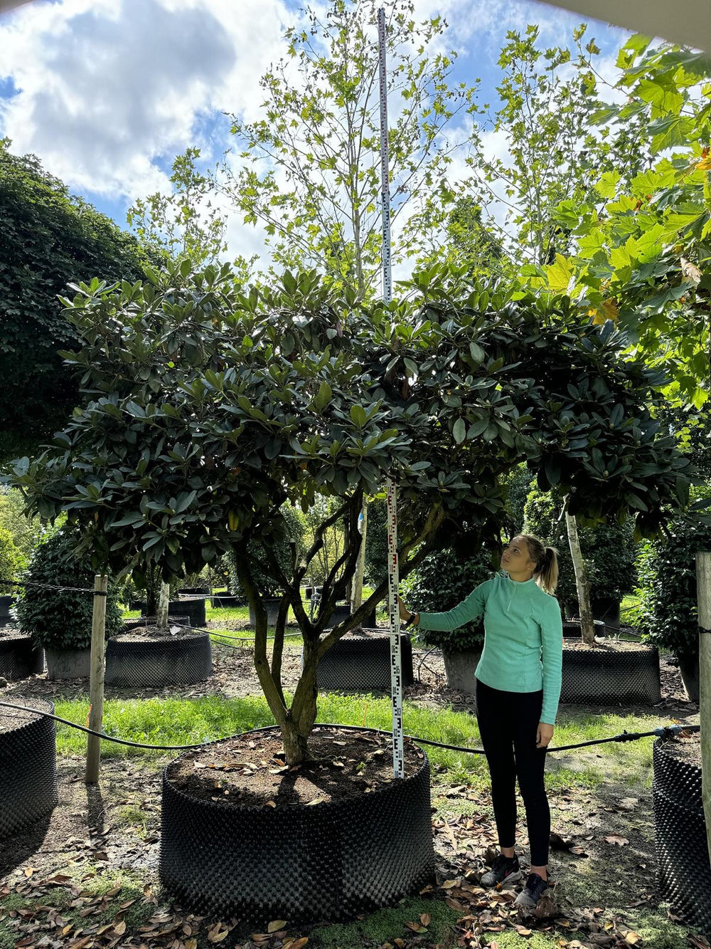 Rhododendron (Catawbiense-Gruppe) 'Nova Zembla' Dachform