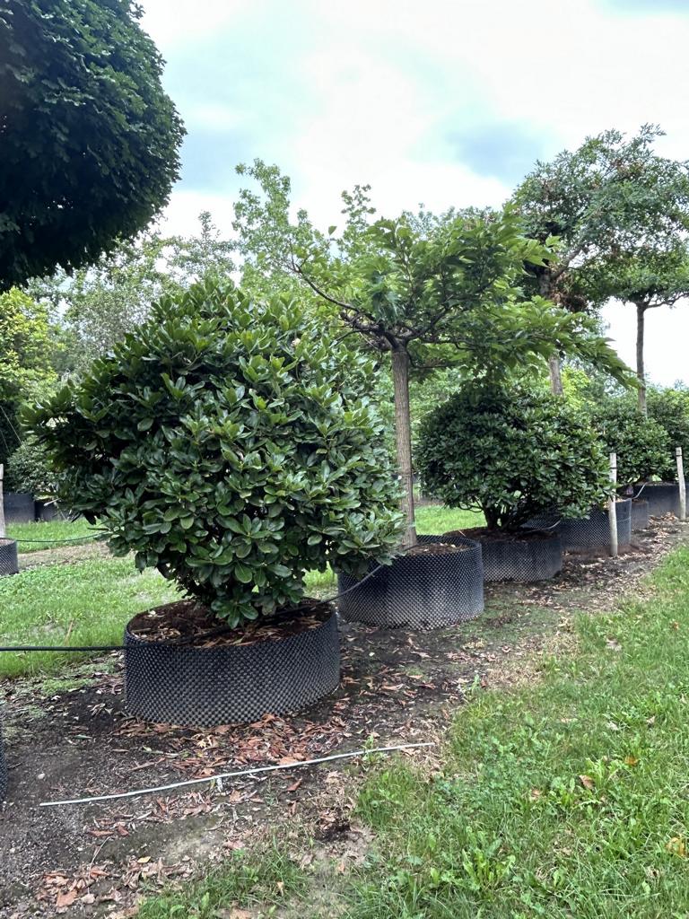 Rhododendron 'Inkarho-Dufthecke' lila