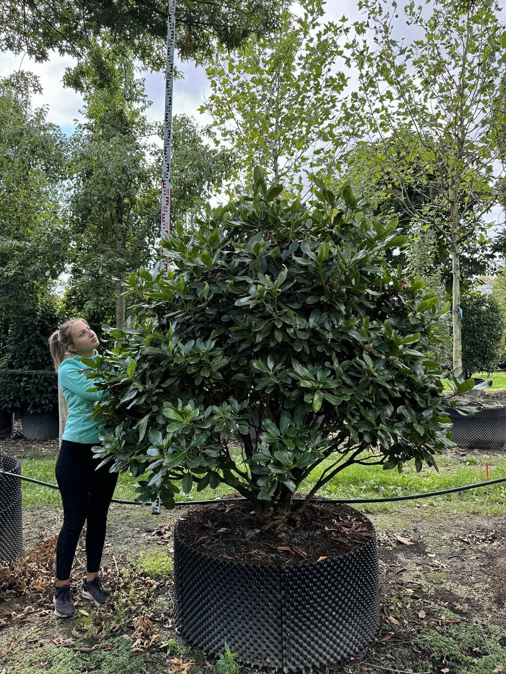 Rhododendron 'Inkarho-Dufthecke' lila