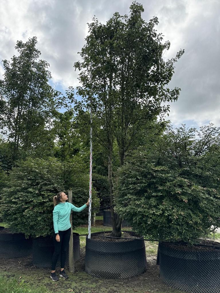 Pyrus calleryana 'Chanticleer'