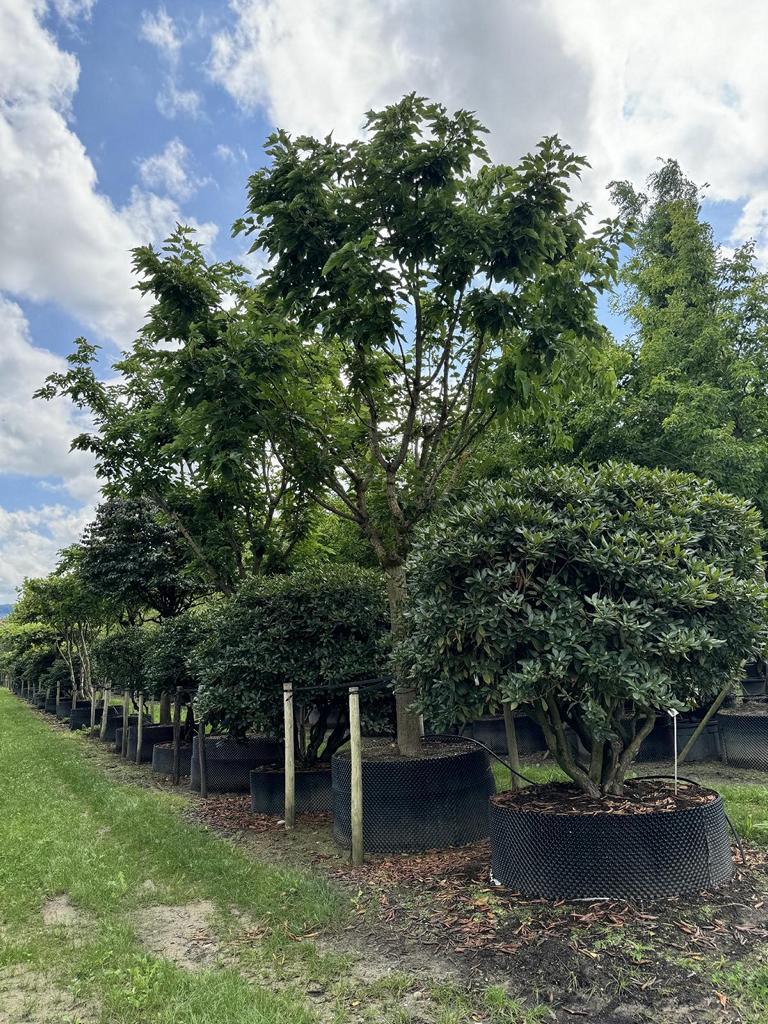 Pyrus calleryana 'Chanticleer'