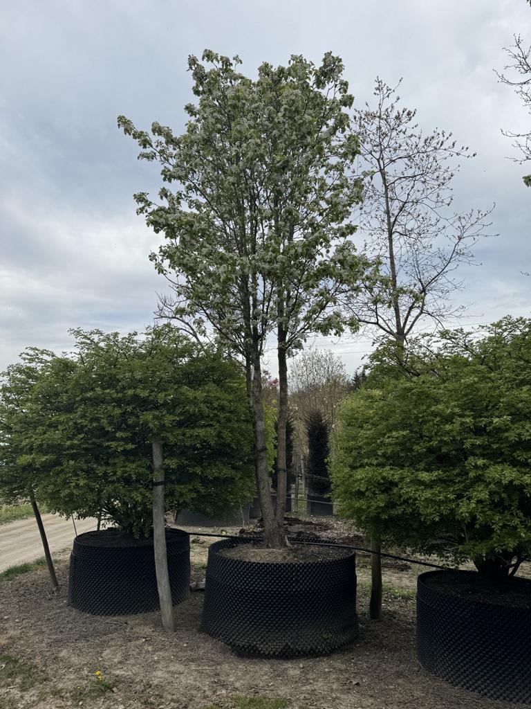 Pyrus calleryana 'Chanticleer'