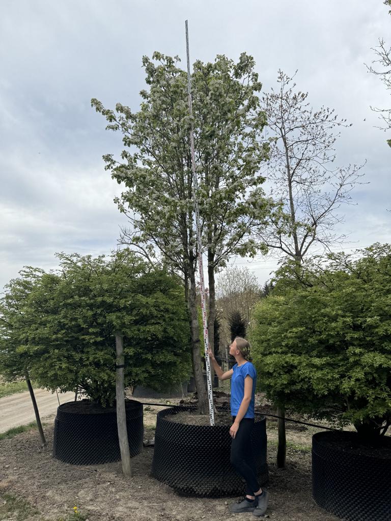 Pyrus calleryana 'Chanticleer'