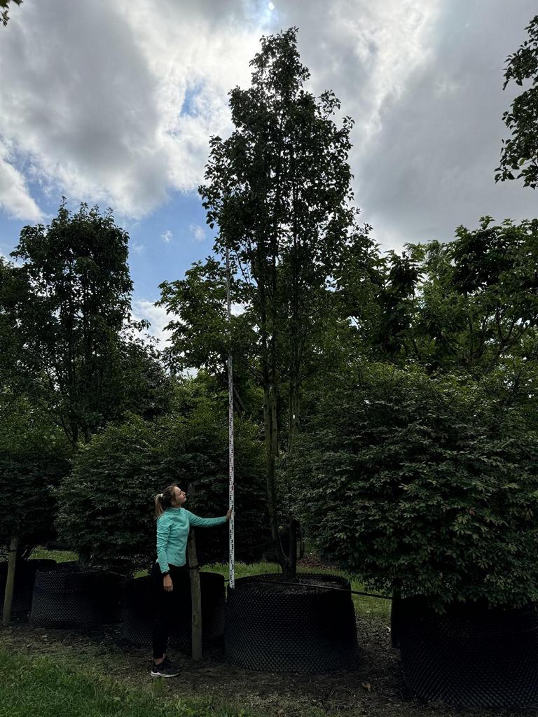 Pyrus calleryana 'Chanticleer'