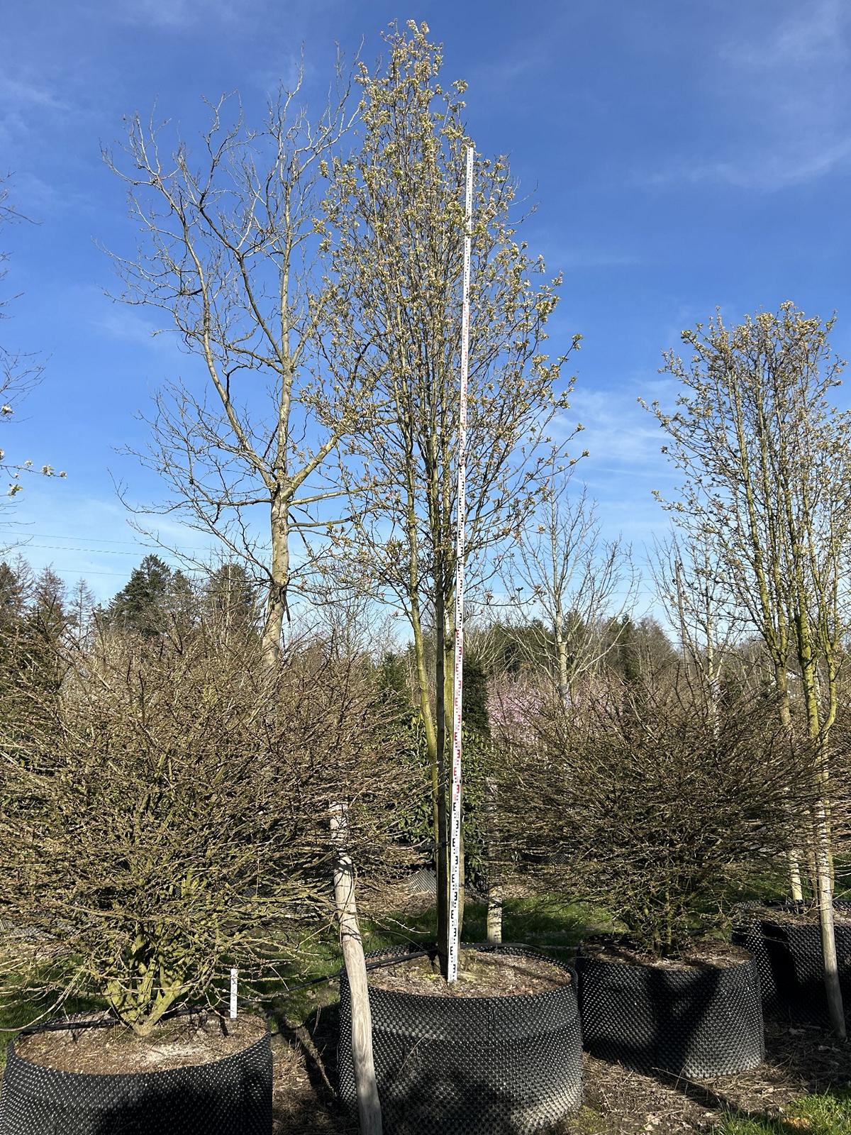 Pyrus calleryana 'Chanticleer'