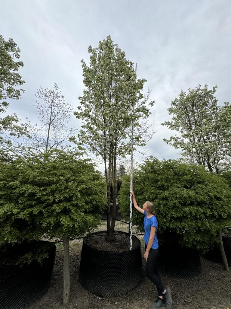 Pyrus calleryana 'Chanticleer'