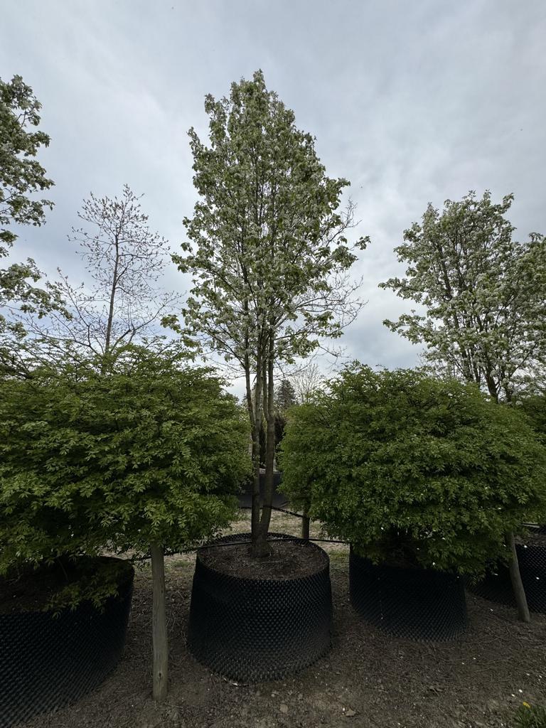 Pyrus calleryana 'Chanticleer'