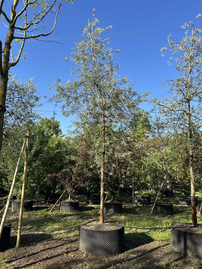 Pyrus calleryana 'Chanticleer'