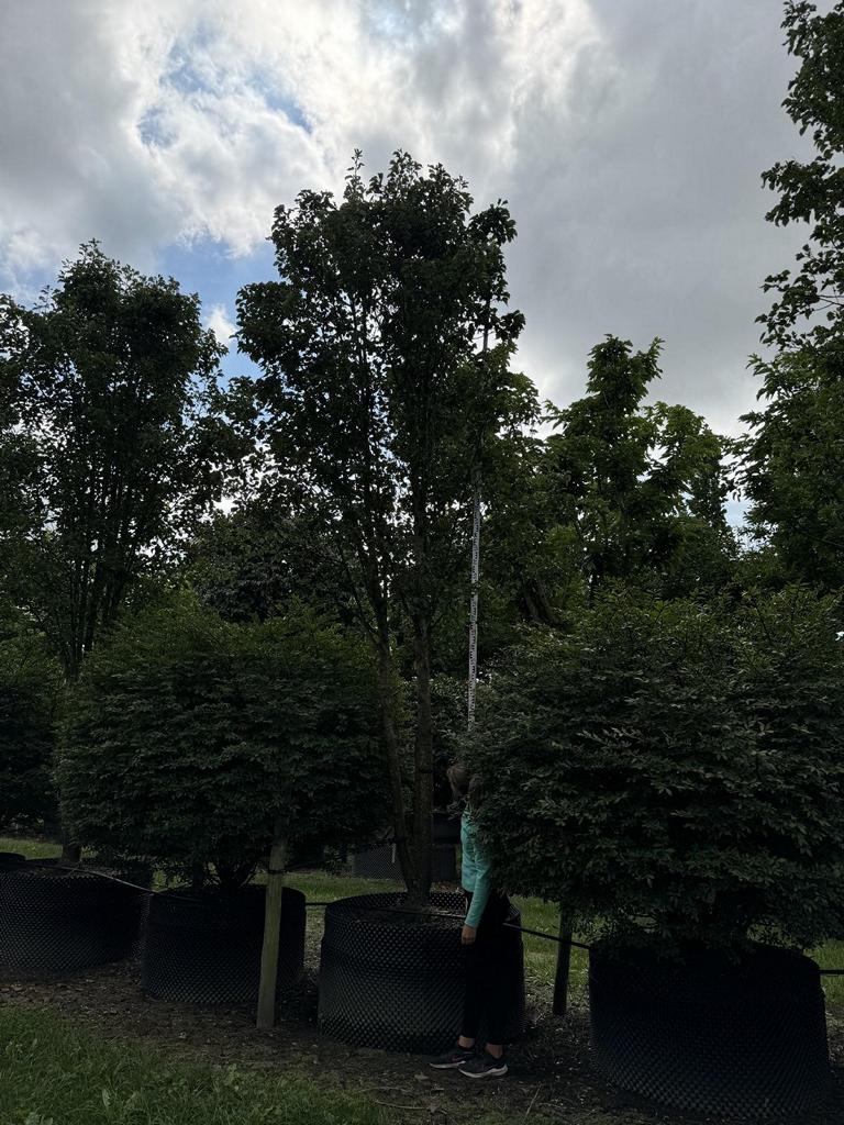 Pyrus calleryana 'Chanticleer'
