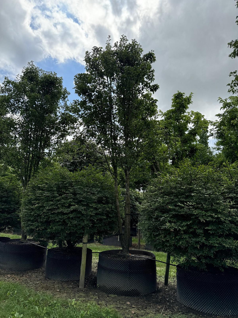 Pyrus calleryana 'Chanticleer'