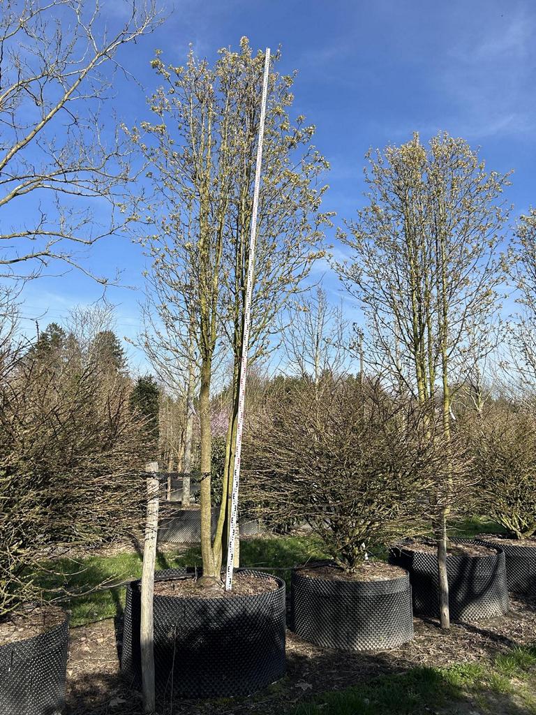 Pyrus calleryana 'Chanticleer'