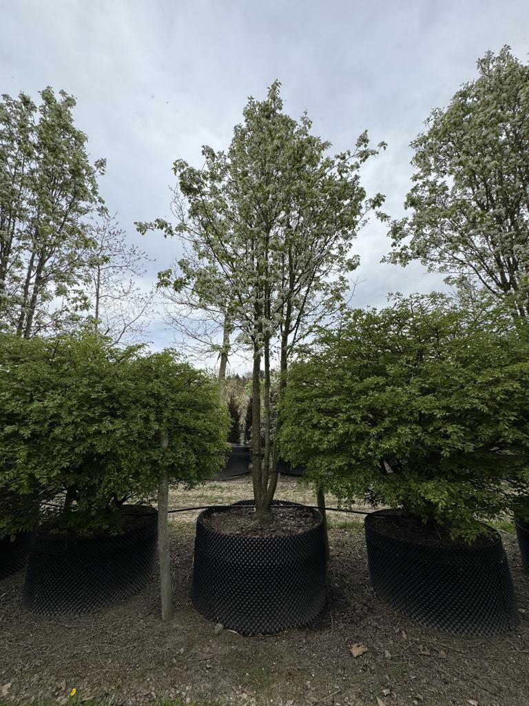 Pyrus calleryana 'Chanticleer'
