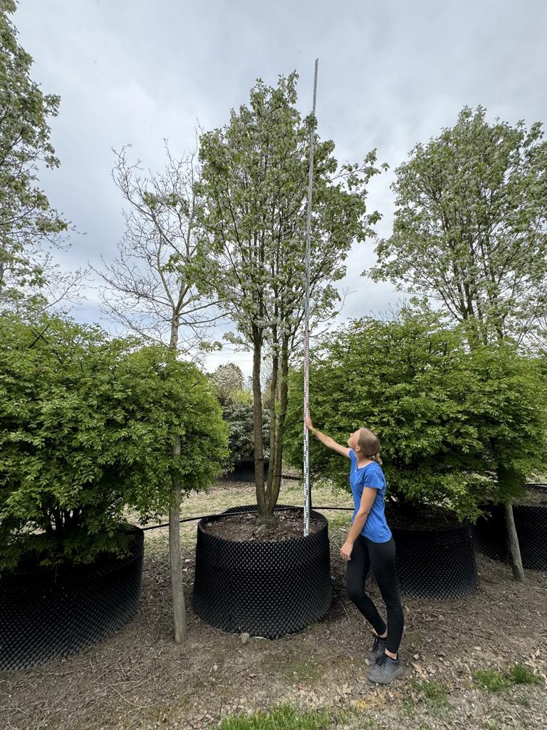 Pyrus calleryana 'Chanticleer'