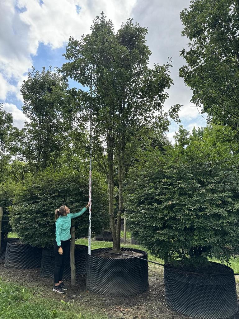 Pyrus calleryana 'Chanticleer'