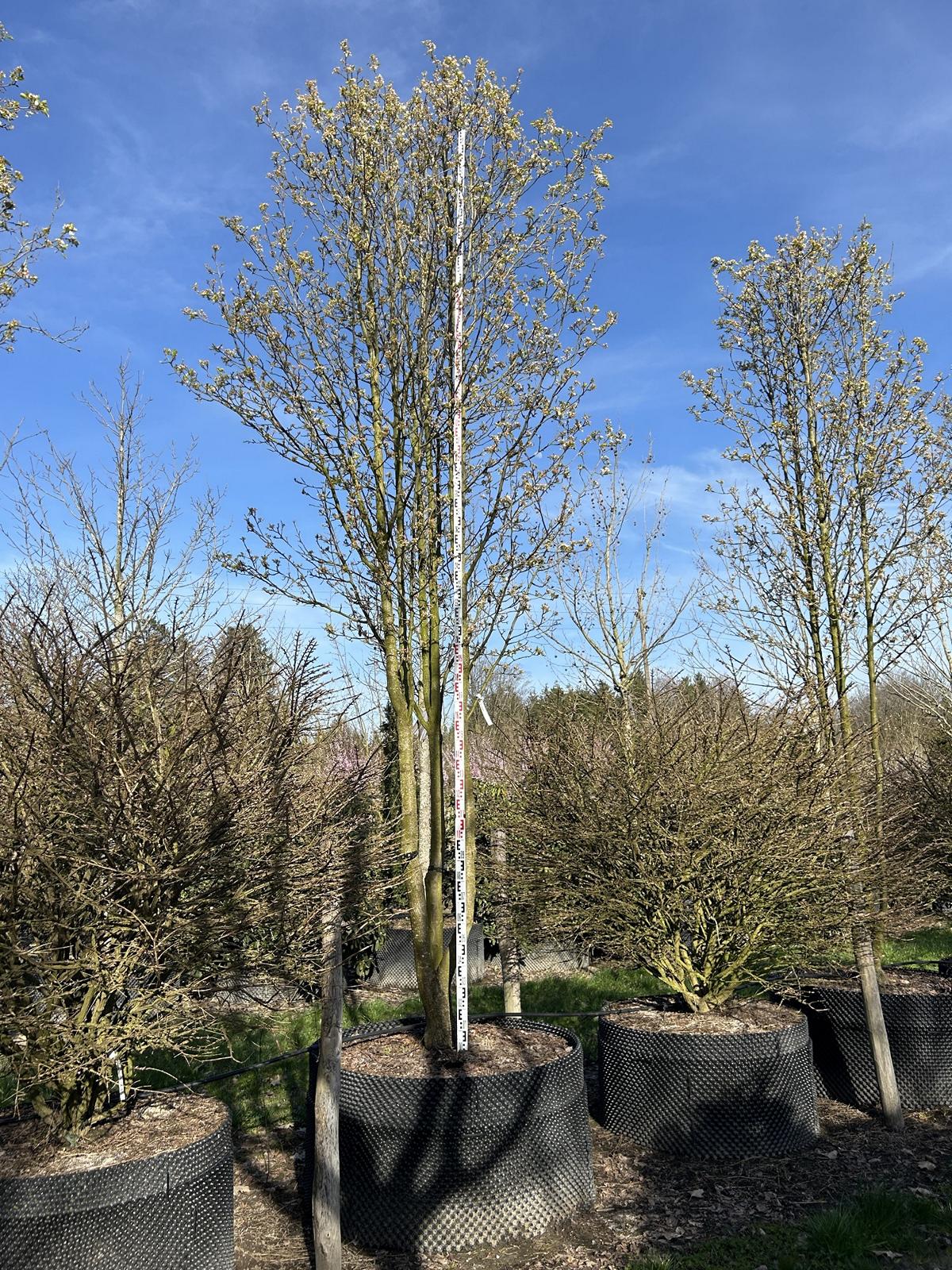 Pyrus calleryana 'Chanticleer'