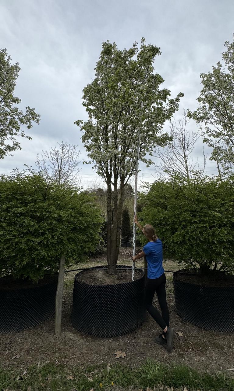 Pyrus calleryana 'Chanticleer'