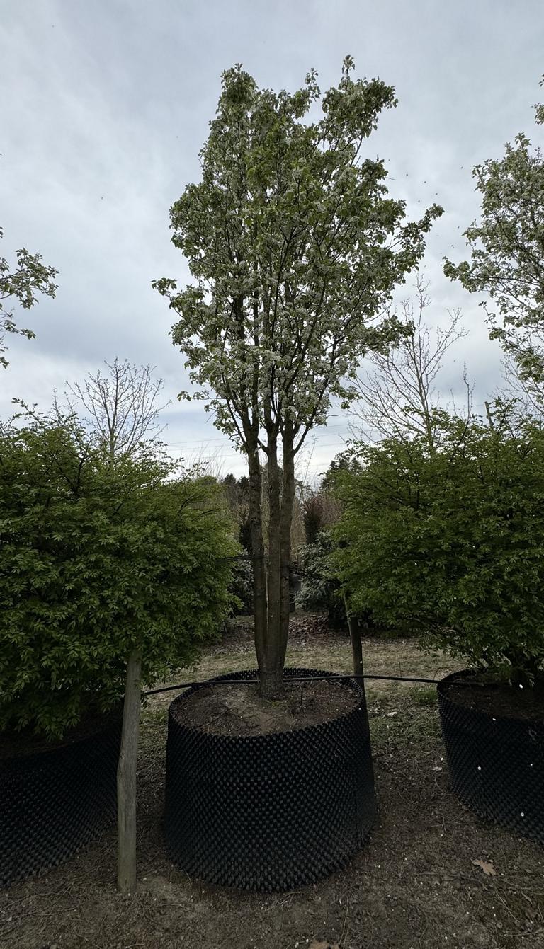 Pyrus calleryana 'Chanticleer'