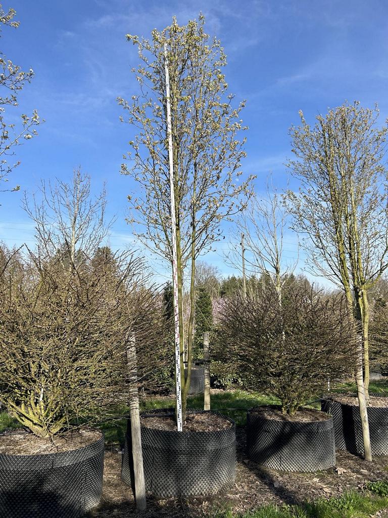 Pyrus calleryana 'Chanticleer'