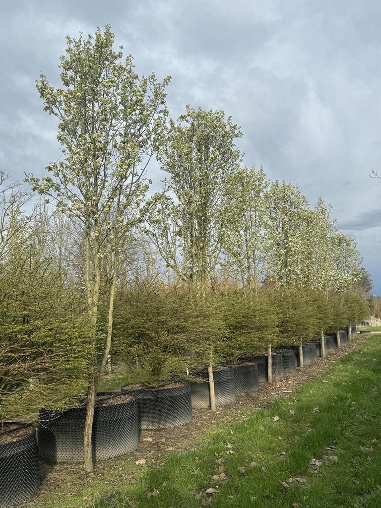 Pyrus calleryana 'Chanticleer'